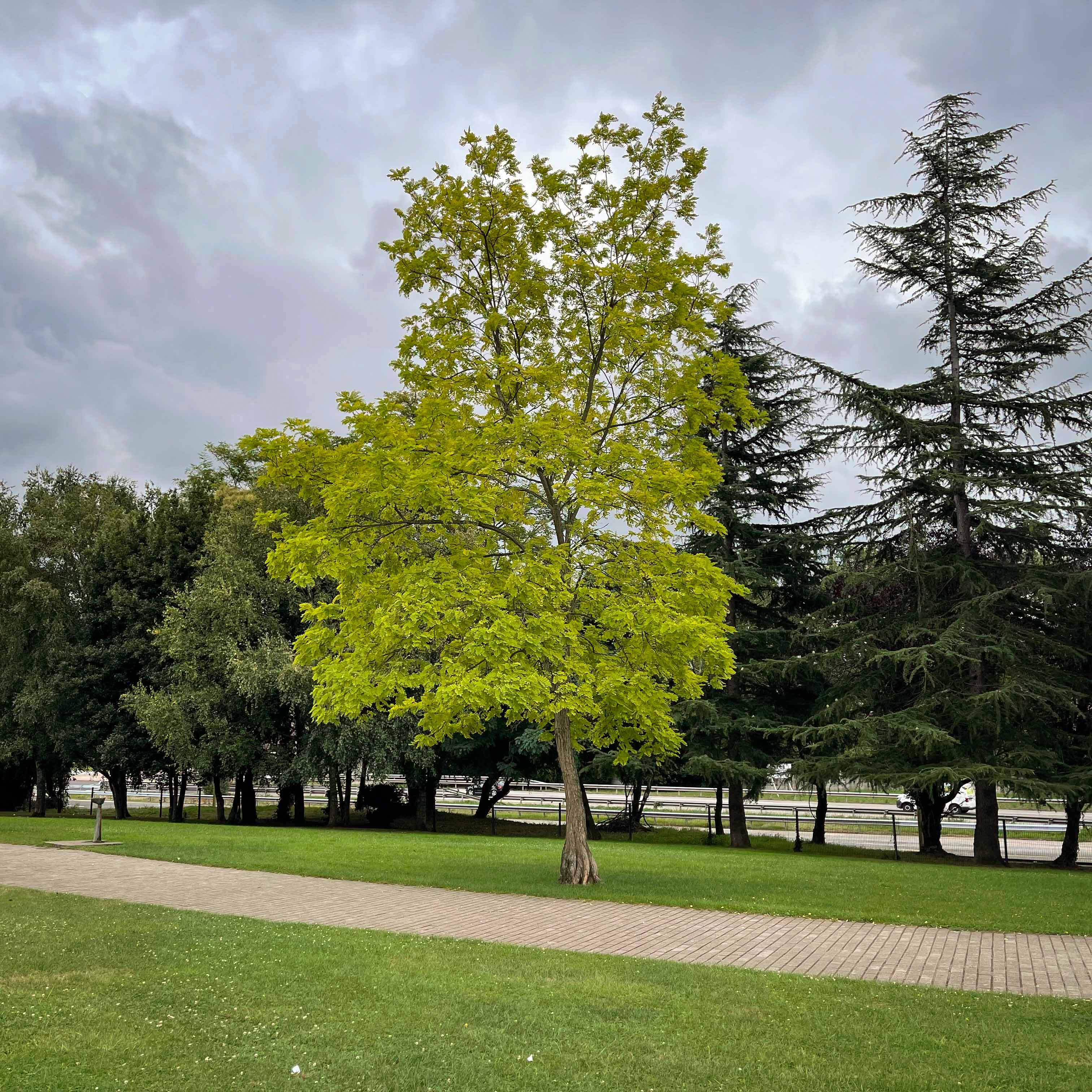 Paisaje otoñal 1
